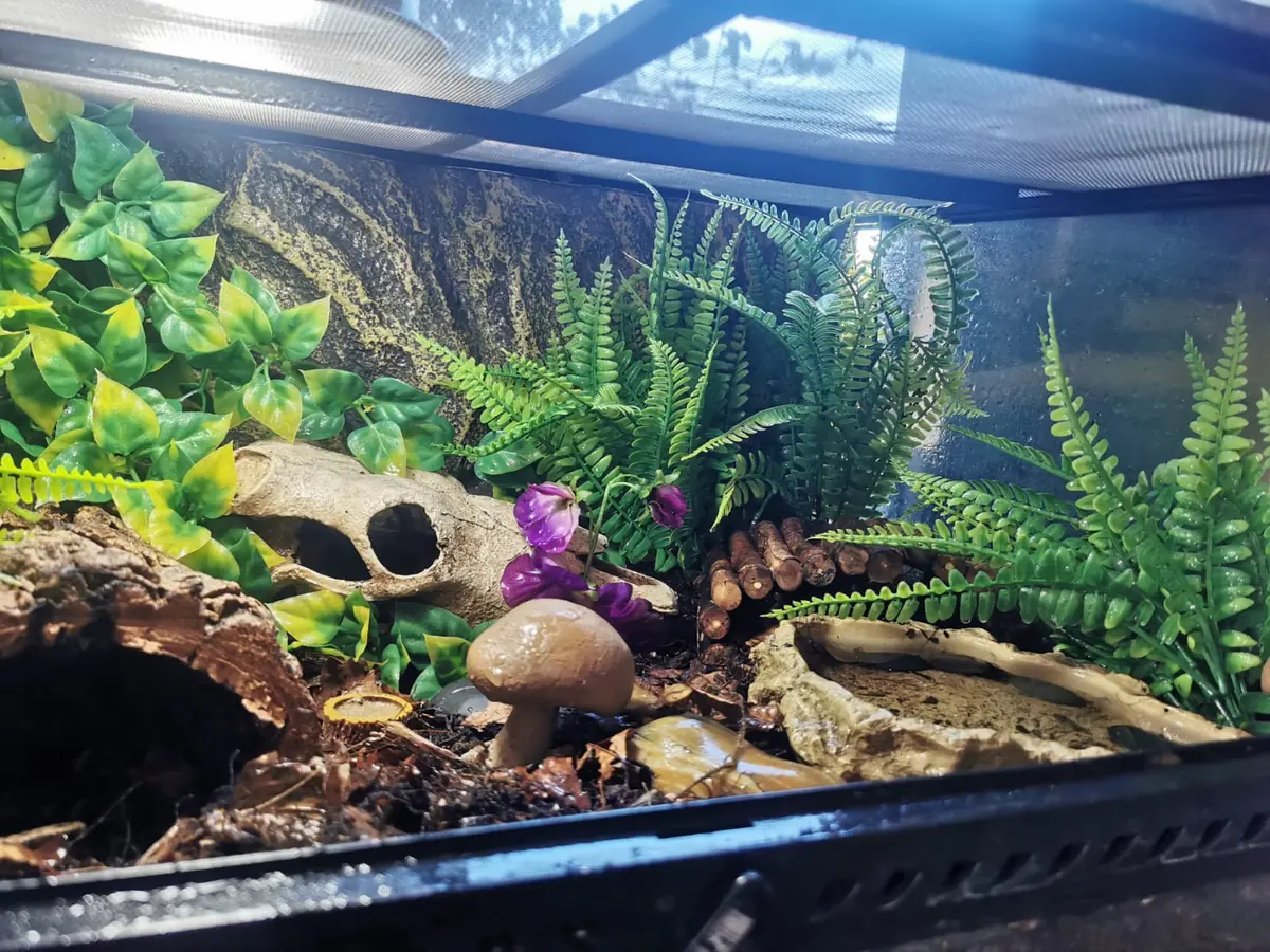 A clean, well planted reptile vivarium with ferns and natural decor