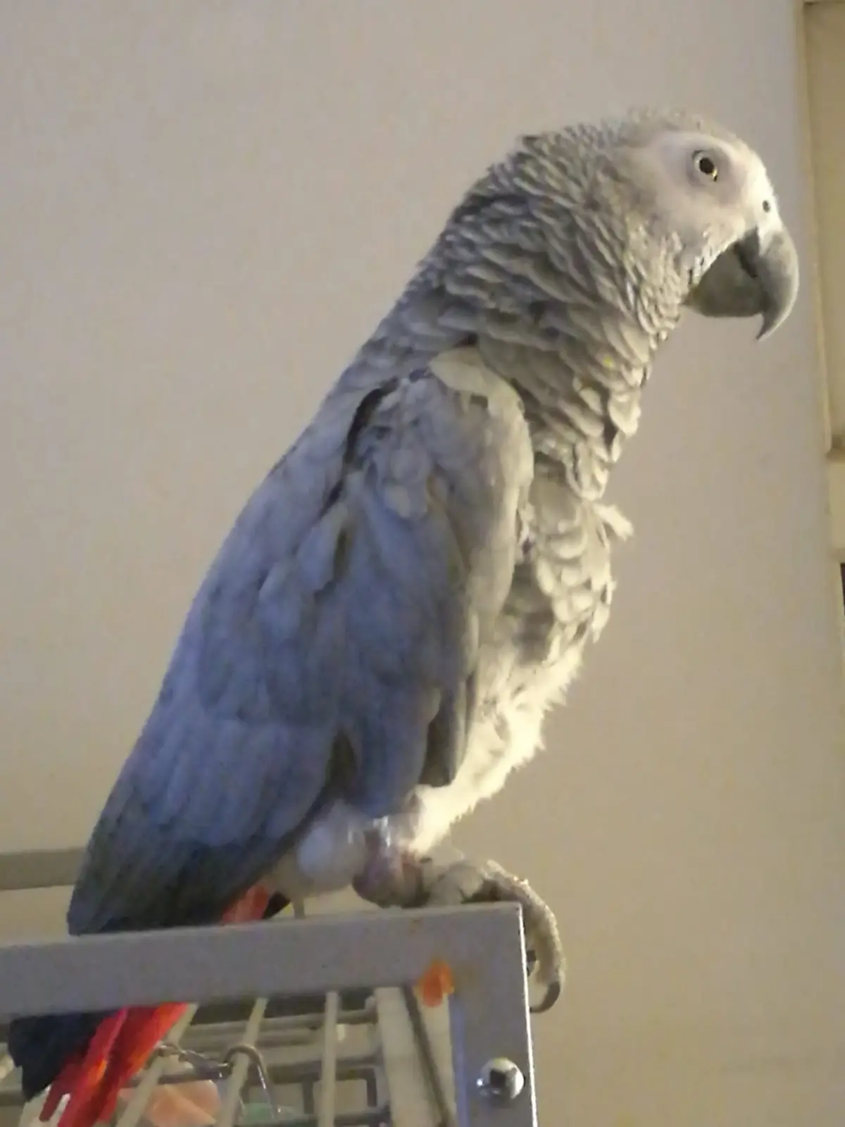 An African grey parrot perched calmly and looking alert