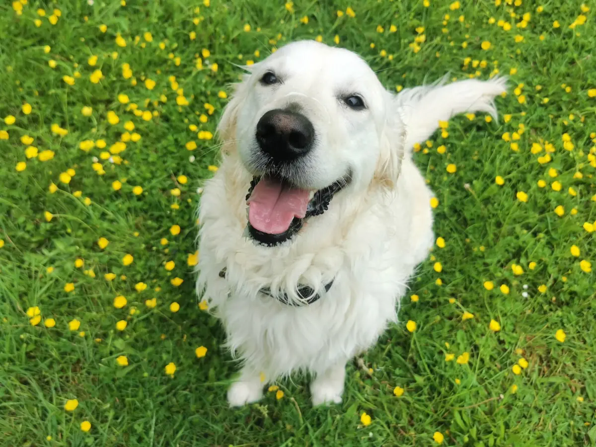 A happy golden retriever sitting in a meadow full of yellow buttercups
