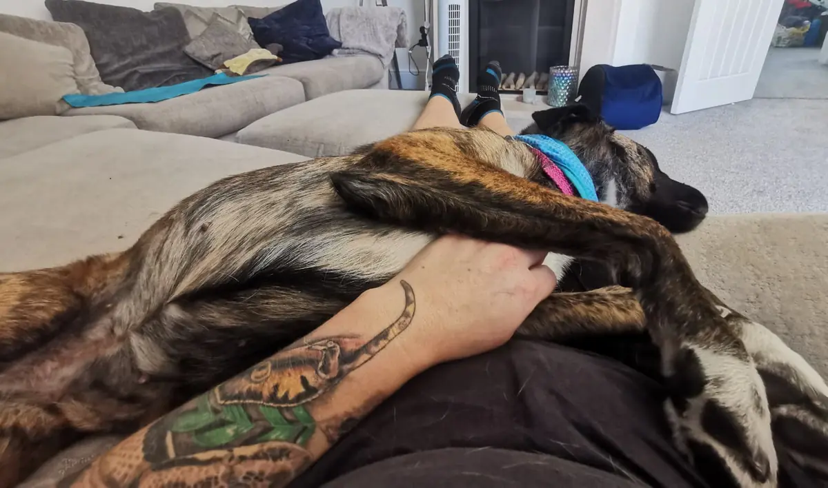 A relaxed dog asleep and content at home