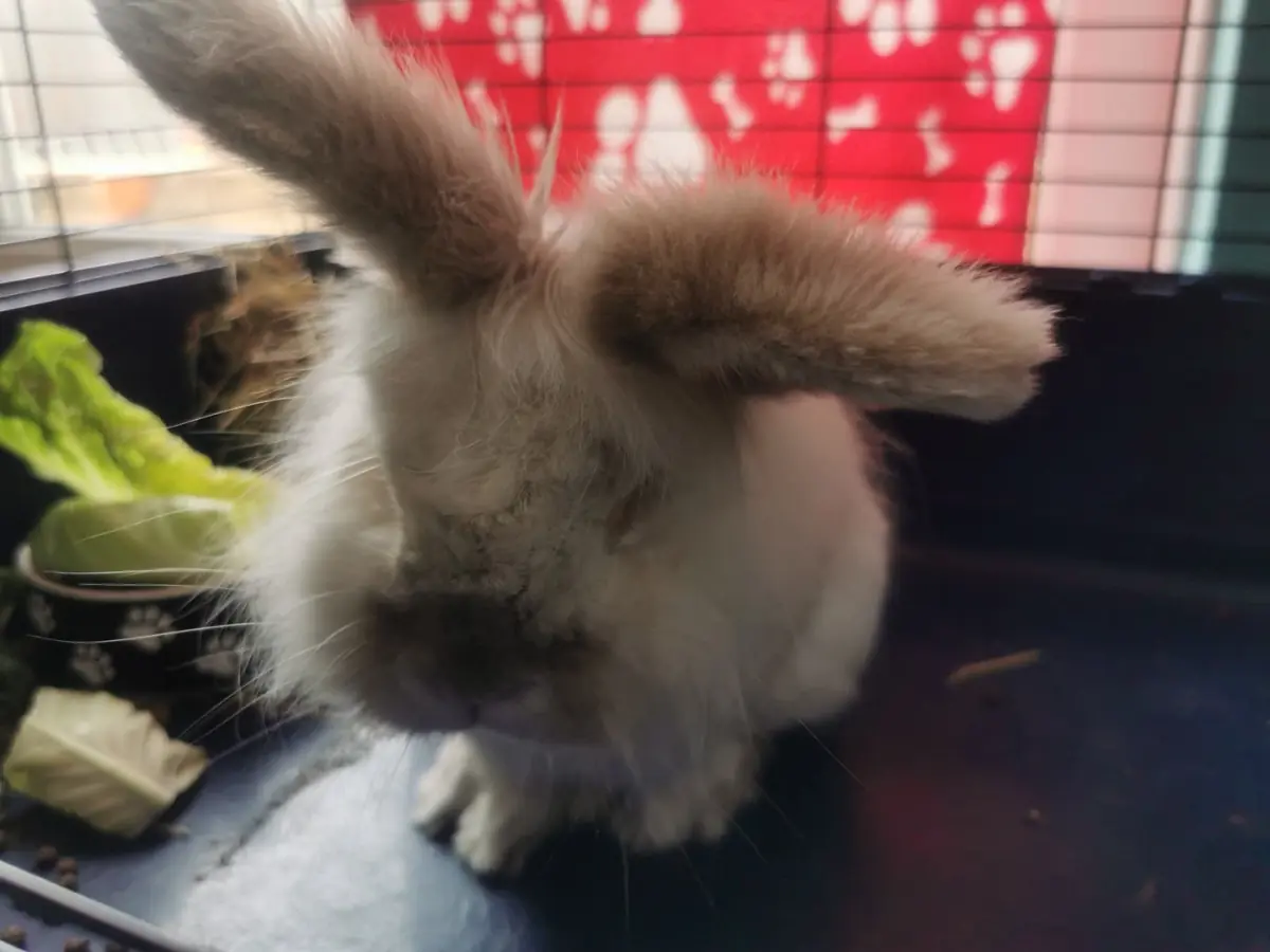 A fluffy lionhead rabbit nibbling a leaf of lettuce