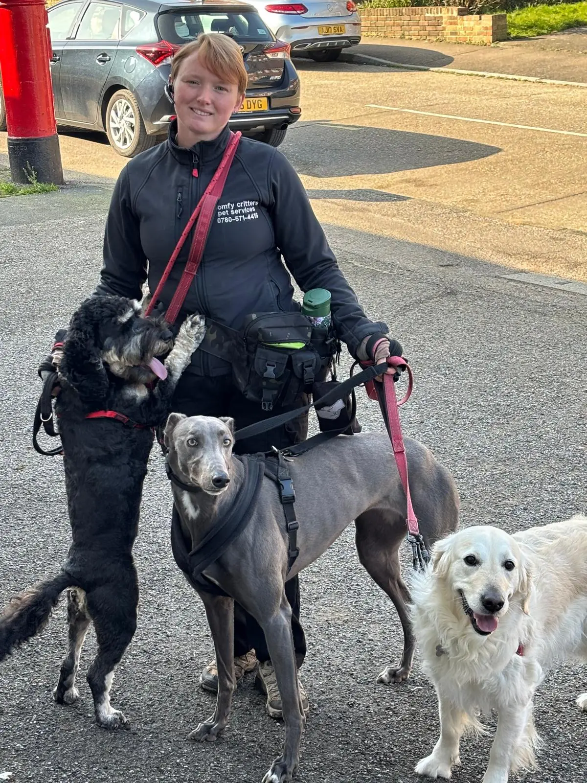 Leia walking several dogs together on leads, including greyhounds and a golden retriever